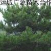 油松、3米油松大量低價出售