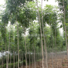 供應園林綠化苗木白蠟 速生白蠟苗木價格合理 白蠟苗培育基地優惠