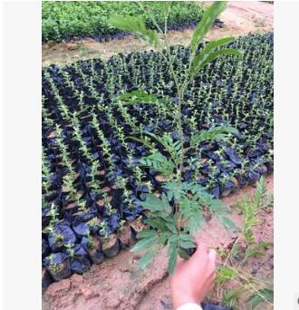 綠化苗木紅絨球批發(fā)供應 紅絨球袋苗批發(fā) 美蕊花 美洲合歡供應