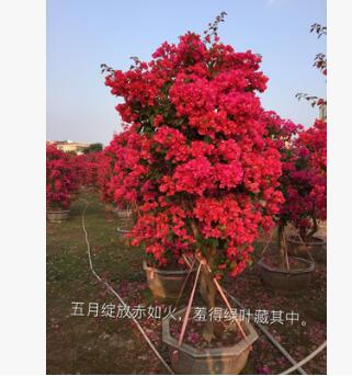 三角梅樁景 三角梅批發(fā) 同安三角梅 勒杜鵑批發(fā)供應