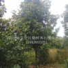 （寧波)廣玉蘭寧波廣玉蘭D5-15公分樹冠漂亮茂盛，廣玉蘭種植基地配送中心