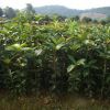 批發紅桂花 丹桂花樹小苗20-150公分高丹桂扦插苗 高成活價格低