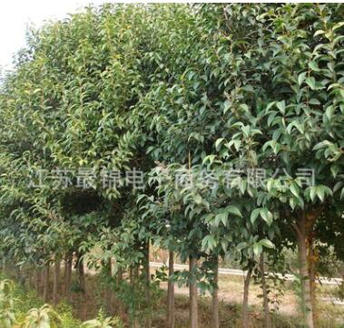 大葉女貞批發(fā)女貞小苗 規(guī)格齊全 工程綠化苗大葉女貞苗園林綠化