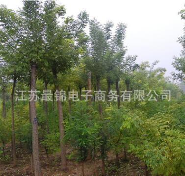 白蠟苗批發(fā) 工程綠化苗喬木苗白蠟小苗 園林綠化行道樹 規(guī)格齊全