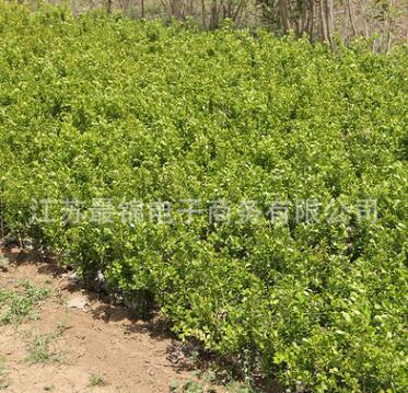 批發(fā)工程綠化苗木黃楊苗 園林綠化黃楊小苗規(guī)格齊全四季常青黃楊