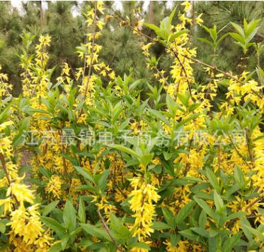 批發(fā)連翹苗 觀賞公園綠化連翹小苗 規(guī)格齊全工程綠化連翹苗