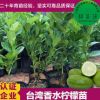 基地批發直銷 果樹苗 香水檸檬苗 嫁接檸檬苗 盆栽果樹 四季結果