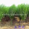 基地直銷 獨桿木槿 叢生木槿苗 木槿苗 現貨供應