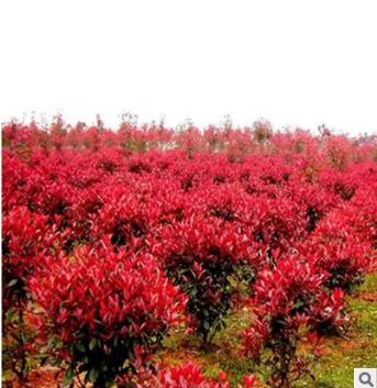 紅葉石楠 l綠化球 紅葉石楠樹 紅葉石楠小苗 紅葉石楠基地發(fā)貨