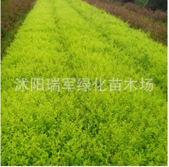 基地直銷綠化苗木金葉女貞苗 四季長青庭院植物金貞小苗規(guī)格全