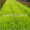 基地直銷綠化苗木金葉女貞苗 四季長青庭院植物金貞小苗規格全