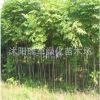 批發供應工程綠化苗木欒樹樹苗市政園林公園小區綠化欒樹