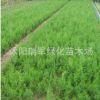 基地直銷蜀檜苗塔柏小苗綠化蜀檜苗工程園林綠化量大從優