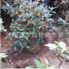 批發特香桂花苗嫁接八月桂四季桂 地栽苗綠化工程苗