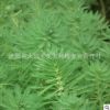 批發(fā)水生植物 狐尾藻 別名 聚草 凈化水質(zhì)粉綠狐尾藻