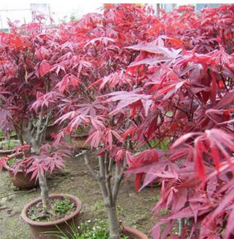 日本紅楓苗批發(fā) 園林綠化苗木 紅楓小樹(shù)苗價(jià)格