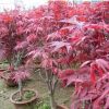 日本紅楓苗批發(fā) 園林綠化苗木 紅楓小樹苗價格