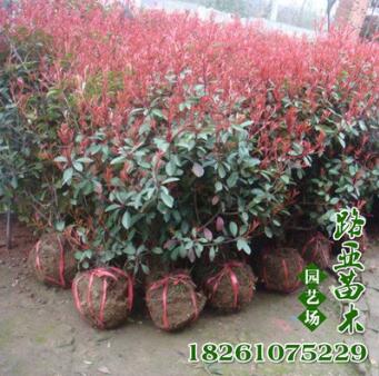 廠家供應(yīng)紅葉石楠小苗 紅葉石楠球 彩色工程園林綠化工程苗木