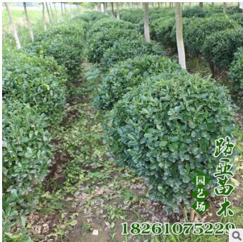 基地工程綠化黃楊球樹(shù)苗直銷 大葉黃楊球苗 庭院園林綠化苗