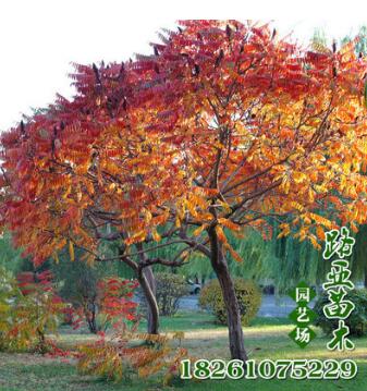 基地批發(fā)火炬樹(shù)苗 行道綠化喬木苗 耐寒耐旱 規(guī)格齊全 價(jià)格優(yōu)惠