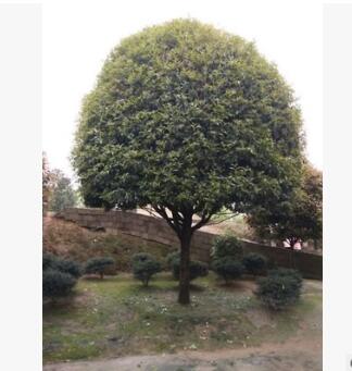 基地直銷桂花樹苗 精品桂花樹 垃圾桂花樹 叢生桂花樹