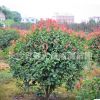 樹苗直銷 紅葉石楠球、紅葉石楠樹、紅葉石楠小苗 批發綠化苗木