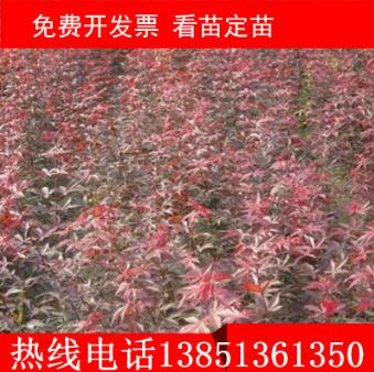 供應 綠化小苗 日本 紅楓小苗 規格齊全 量大優惠