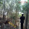 大量供應水杉，香樟、桂花，廣玉蘭，欒樹，杜英，無患子等