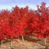 基地直銷十月光輝紅楓 改良紅楓種子質優(yōu)價廉 十月光輝紅楓