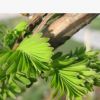批發(fā)金葉水杉 質(zhì)優(yōu)價廉 基地直銷 各種規(guī)格
