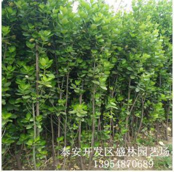 綠植苗木北海道黃楊 籬笆圍墻 耐寒耐旱高1m北海道黃楊 規(guī)格全