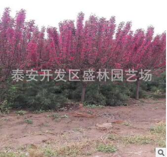 直銷綠化名貴7公分絢麗海棠樹苗 海棠花苗 綠化苗木 盆栽地栽海棠