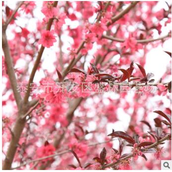 紫葉碧桃花工程綠化苗木 紅葉碧桃樹苗批發(fā) 基地直銷行道樹