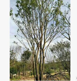 苗圃基地 直接供應優質 風景樹垂柳5公分-10公分-15公分-20公分