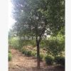 苗圃基地批發(fā)直銷精品喬木香樟 移栽苗叢生香樟 行道樹 小區(qū)綠化