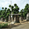 福建基地大量批發各種規格小葉榕，造型榕樹，價格便宜