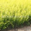苗木基地批發金葉女貞苗木 色塊工程綠化苗 成活率高 規格齊全