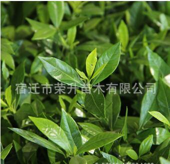 批發室內盆栽植物 大葉梔子花苗 常綠灌木 白色梔子花苗當年開花