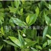 批發室內盆栽植物 大葉梔子花苗 常綠灌木 白色梔子花苗當年開花