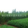 批發庭院種植綠化黃楊苗木 北海道黃楊 生長速度快 四季常青