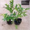 基地直銷優(yōu)質(zhì)藍(lán)莓苗 南北方果樹苗黑珍珠兔眼美登藍(lán)莓3年苗批發(fā)