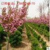 櫻花樹苗批發(fā)價(jià)格，南北方園林小區(qū)公路觀賞綠化景觀樹綠化苗品種