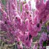 大小榆葉梅樹苗價(jià)格，園林綠化觀花行道樹品種，基地直銷量大價(jià)優(yōu)