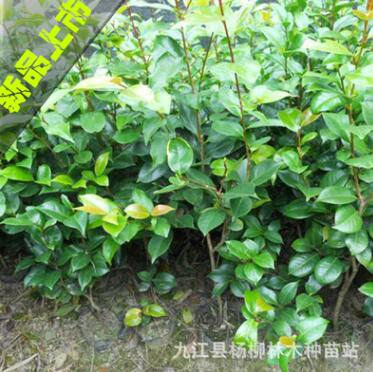 批發茶花小苗 茶花盆栽 山茶花苗 30-40cm高 綠化小苗