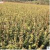 供應雞爪槭 雞爪槭小苗 各種綠化苗木批發(fā) 基地直銷 量大價優(yōu)