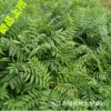 庭院果樹優質小苗 紅芽香椿小苗批發 新品上市大量批發