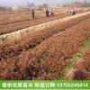 杉木小苗（高20厘米） 杉樹小苗 造林苗批發 綠化苗木 造林專用