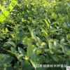 供應優質樸樹小苗 樸樹小苗批發 綠化小苗批發 小苗種子批發