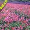 供應紅葉石楠小苗 色塊苗 紅葉石楠小苗基地 園林綠化苗木