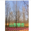 30公分銀杏樹-大量低價(jià)供應(yīng)